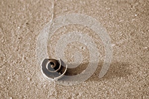 Sepia of spiral shell on textured sand.