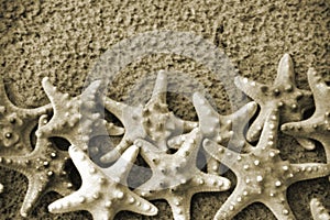 Sepia Starfish