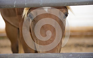 Sepia Style Horse Face Upclose