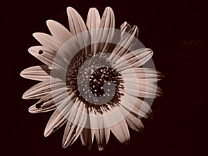 Sepia Sunflower