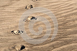 Sepia tone animal footprints on textured sand from Florida beach