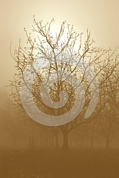 Sepia Tone Bare Walnut Trees