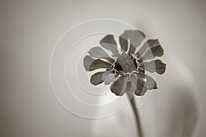 Sepia Tone of Red Petals and Pistil Yellow Stamen Flower