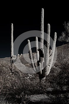 Sepia tone Saguaro Cactus Sonora desert Arizona