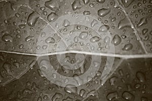 Sepia Tone Water Droplets on Leaf