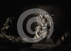 Sepia toned Bengal tiger looking at the camera photo