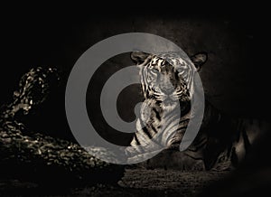 Sepia toned Bengal tiger looking at the camera