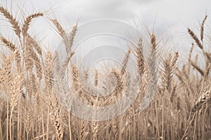 Sepia toned field of wheat