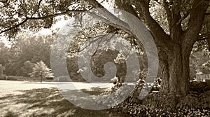 Sepia-toned park scene photo