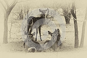 Sepia Toned Picture of Herd of Alert Waterbuck Listening