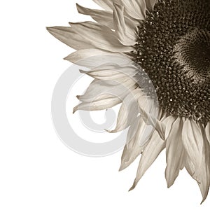 Sepia toned sunflower detail photo