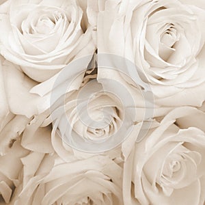 Sepia Toned White Roses