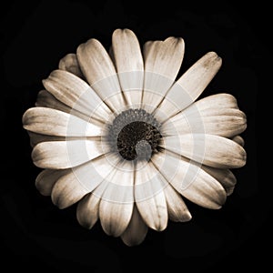 Sepia tonned African daisy isolated on black background