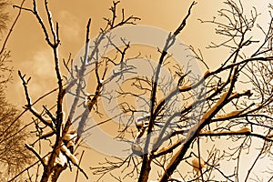 Sepia view of snow-covered branches against a clear sky in winter photo