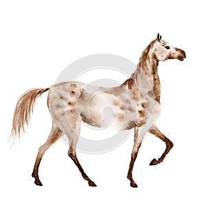 Sepia watercolor dapple grey horse.