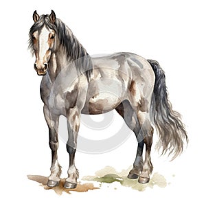 Sepia watercolor dapple grey horse. Beautiful hand drawing illustration on white