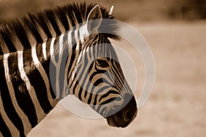 Sepia Zebra