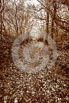 Sepiatone photograph of woodland path in winter