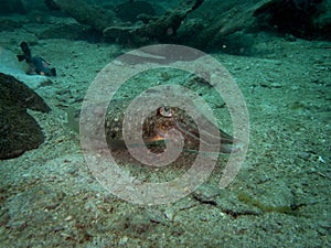 Sepiida cuttlefish