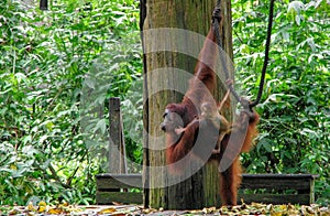 Sepilok Orangutan