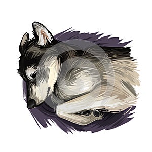 Seppala Siberian Sleddog sleeping dog digital art. Watercolor portrait of purebred domestic animal laying, isolated hand drawn