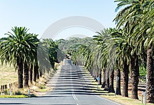 Seppeltsfield road in Barossa Valley, South Australia
