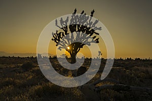 Joshua Tree at sunrise outside of Baker California photo