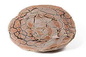 Septaria concretion mineral