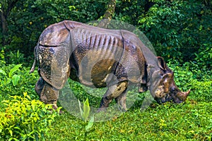 September 02, 2014 - Indian Rhino In Chitwan National Park, Nepa