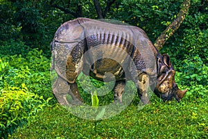 September 02, 2014 - Indian Rhino In Chitwan National Park, Nepa