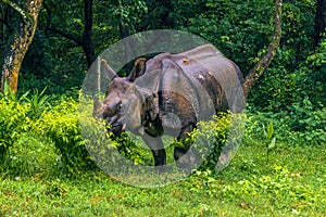 September 02, 2014 - Indian Rhino In Chitwan National Park, Nepa