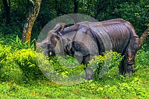 September 02, 2014 - Indian Rhino In Chitwan National Park, Nepa