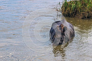 September 03, 2014 - Indian Rhino bathing in Chitwan National Pa