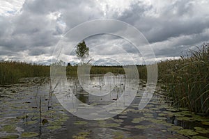 September aftenoon background of forest and White lake, Estonian nature.