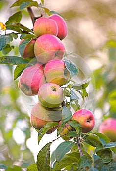 September apples