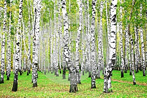 September autumn birch grove