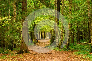 September, autumn landscape in the forest, trees photo