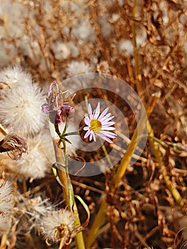 September belly fluffed up to sow their seeds further