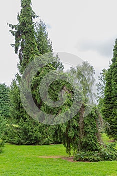 Picea breweriana the weeping spruce tree photo