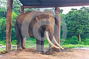 September 03, 2014 - Chained elephant in Chitwan National Park,