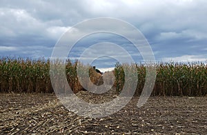 September Corn Fields in Ontario