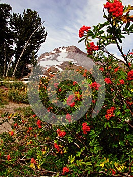 A September day at Mt. Hood, Oregon