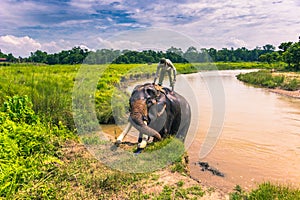 September 09, 2014 - Elephant bath Chitwan National Park, Nepal