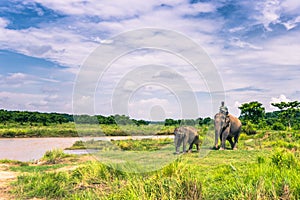 September 09, 2014 - Elephants in Chitwan National Park, Nepal