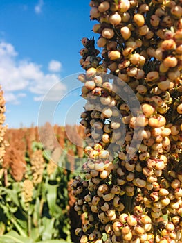 September in the fields