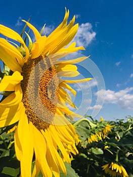 September in the fields