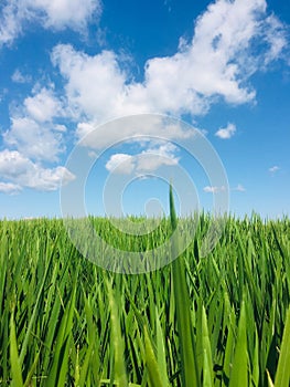 September in the fields