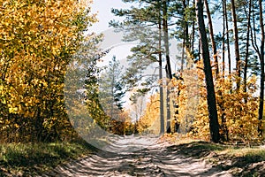 September forest color road with blue sky.