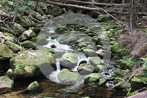 September in the Giant Mountains, foaming water in the stream