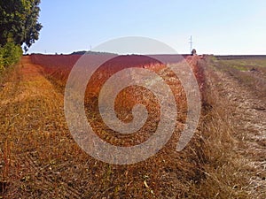 September harvest in Poland